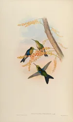Thalurania verticeps = Thalurania fannyi verticeps [2]